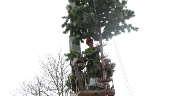В Рязани установят 40 новогодних елей В Рязани установят 40 новогодних елей