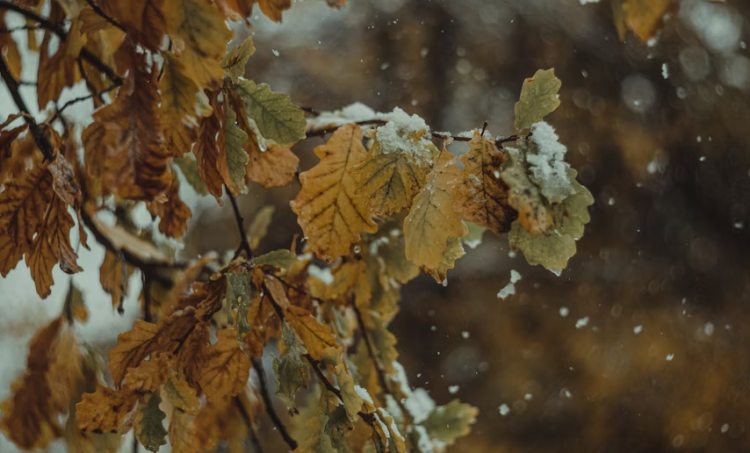 Синоптик Ильин предупредил россиян о надвигающемся циклоне "Барбара"