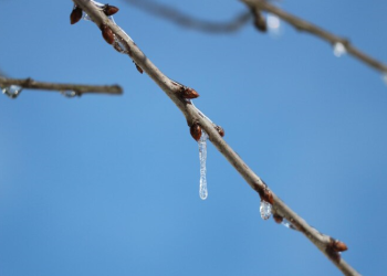 Вильфанд: в России январь 2025 года окажется самым теплым в истории наблюдений