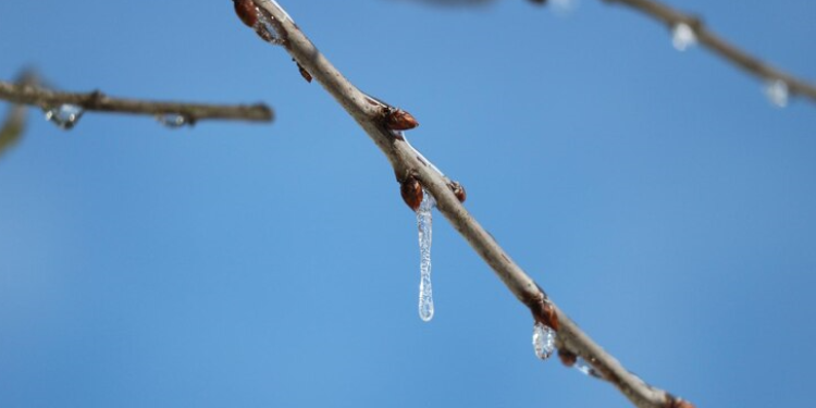 Вильфанд: в России январь 2025 года окажется самым теплым в истории наблюдений