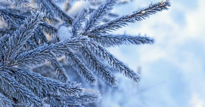 В ночь на среду в Рязанской области похолодает до -12 градусов