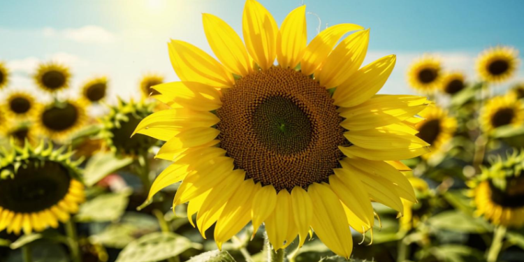 В субботу в Рязанской области потеплеет до +27 градусов