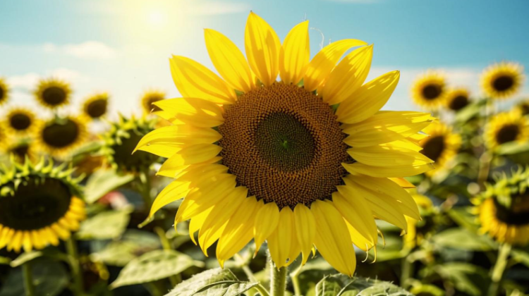 В субботу в Рязанской области потеплеет до +27 градусов