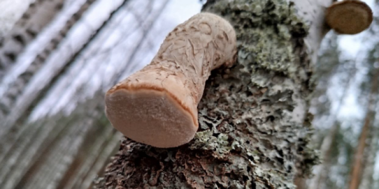 В рязанском лесу нашли гриб, который похож на водопроводный кран