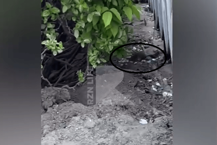 На рязанской площади Ленина засняли полчища крыс