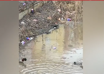 Рязанцы пожаловались на мусор в пруду на улице Новоселов Рязанцы пожаловались на мусор в пруду на улице Новоселов