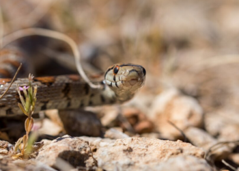 Рязанцам назвали отличия ужа от гадюки