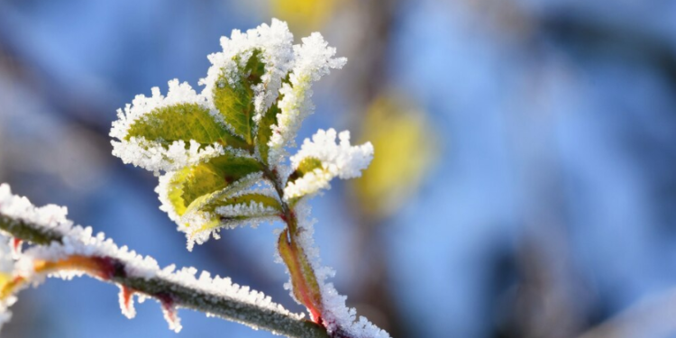 Рязанцев предупредили о ночных и утренних заморозках 27 и 28 апреля