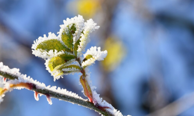 Рязанцев предупредили о ночных и утренних заморозках 27 и 28 апреля