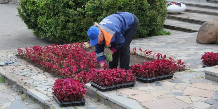 У Рязанского театра кукол высадили тагетис, колеус и герань