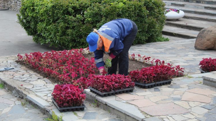 У Рязанского театра кукол высадили тагетис, колеус и герань