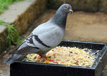 Рязанцам запретят кормить голубей