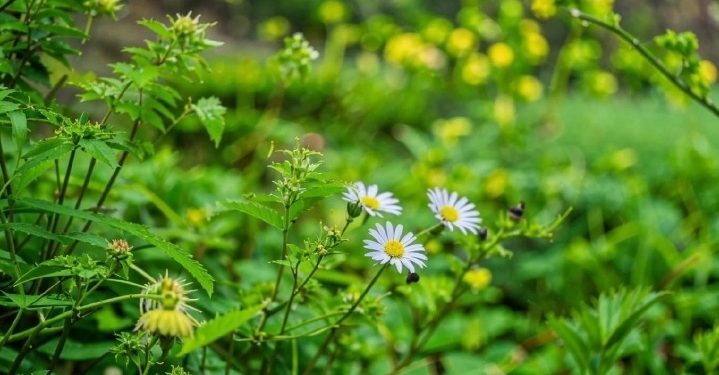 В четверг в Рязанской области потеплеет до +32 градусов