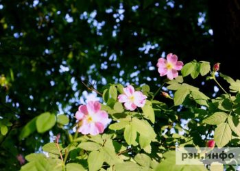 9 июня в Рязанской области ожидается жара