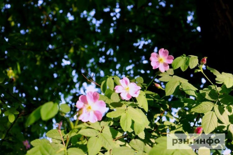 9 июня в Рязанской области ожидается жара