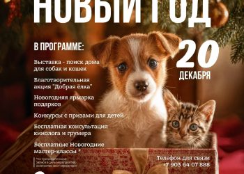 В Рязани на выставке-пристройстве удалось найти дом 6 собакам и 4 кошкам