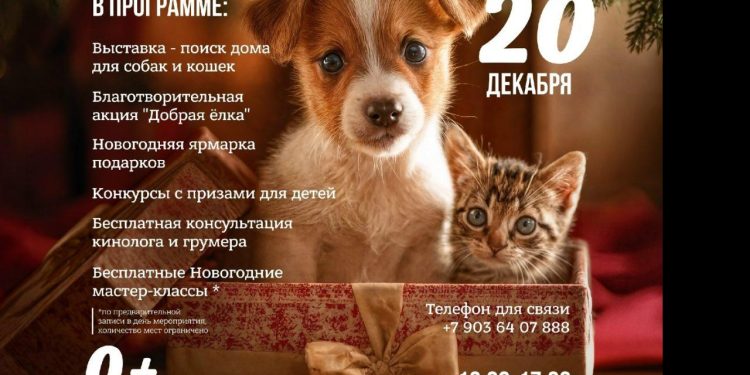 В Рязани на выставке-пристройстве удалось найти дом 6 собакам и 4 кошкам