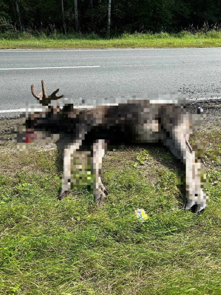 В Касимовском районе водитель легковушки насмерть сбил лося