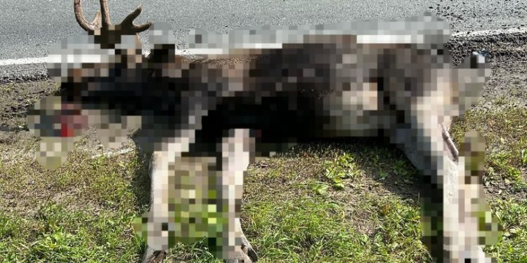 В Касимовском районе водитель легковушки насмерть сбил лося