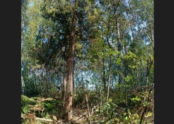 В лесах рязанской Мещеры нашли огромный можжевельник