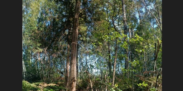 В лесах рязанской Мещеры нашли огромный можжевельник