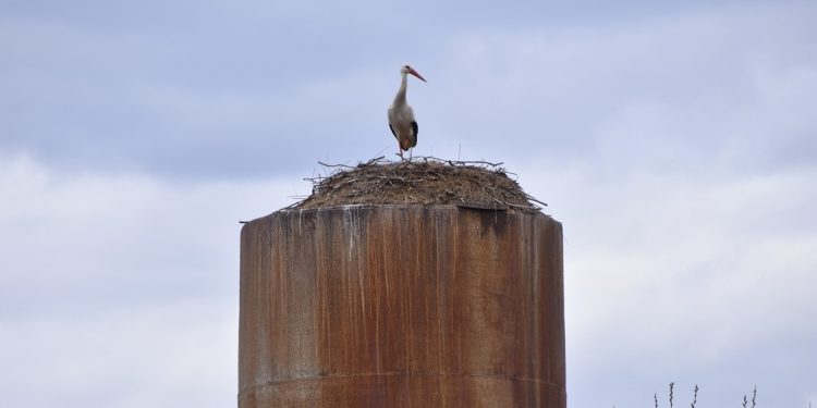 В рязанском Пителине запечатлели аистов В рязанском Пителине запечатлели аистов