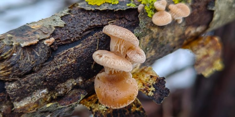 Рязанские любители тихой охоты открыли грибной сезон в январе 2025 года