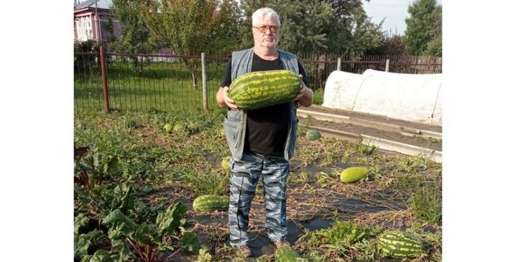 Житель рязанского Сасова вырастил на своей бахче 13-килограммовый арбуз