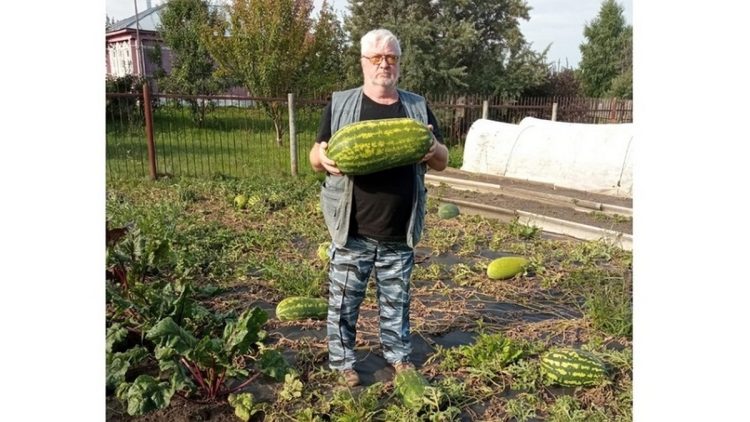 Житель рязанского Сасова вырастил на своей бахче 13-килограммовый арбуз
