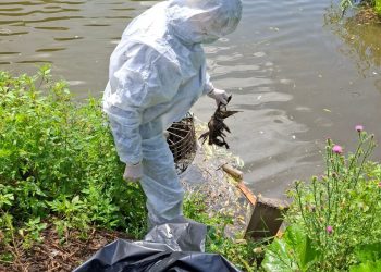 У умерших уток в рязанском Черезовском пруду не выявили опасных заболеваний У умерших уток в рязанском Черезовском пруду не выявили опасных заболеваний