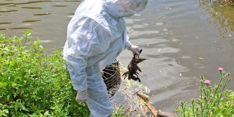 У умерших уток в рязанском Черезовском пруду не выявили опасных заболеваний