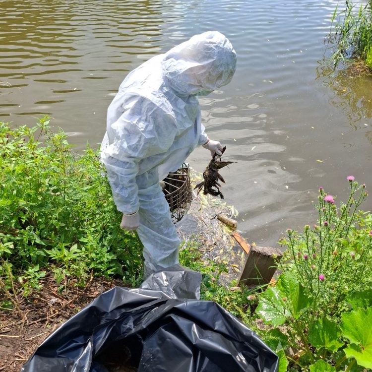 У умерших уток в рязанском Черезовском пруду не выявили опасных заболеваний