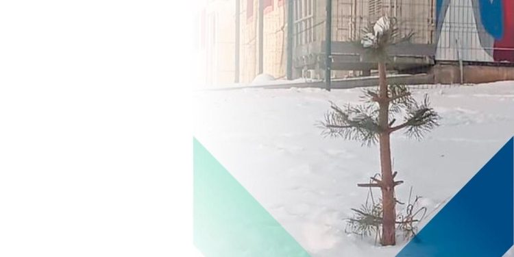 На рязанском Лыбедском бульваре вандалы испортили высаженные молодые сосны