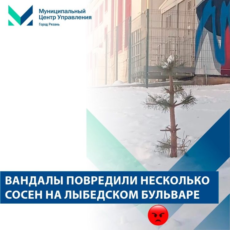 На рязанском Лыбедском бульваре вандалы испортили высаженные молодые сосны