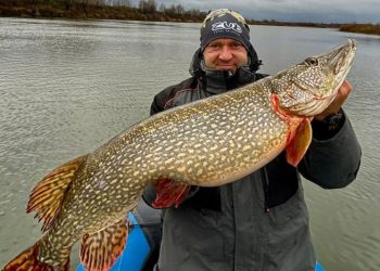 Рязанский рыбак выловил из Оки гигантскую щуку Рязанский рыбак выловил из Оки гигантскую щуку