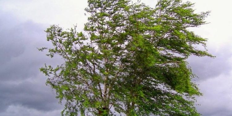 Рязанское МЧС предупредило об ухудшении погоды 20 и 21 июня Рязанское МЧС предупредило об ухудшении погоды 20 и 21 июня