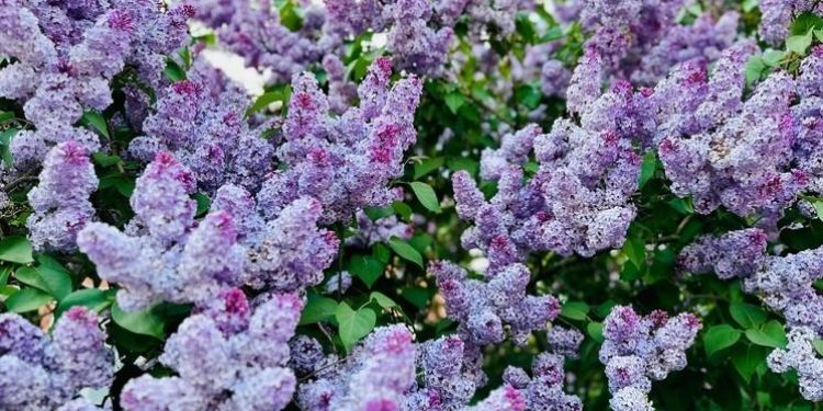 В третьей декаде сентября под Рязанью распустилась сирень