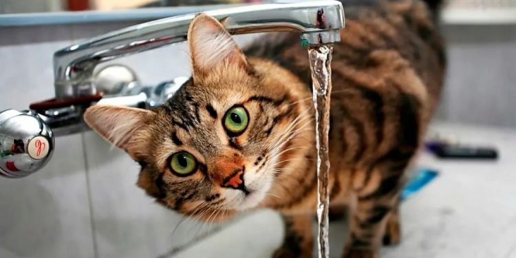 Четыре рязанские улицы лишатся холодной воды 1 декабря Четыре рязанские улицы лишатся холодной воды 1 декабря