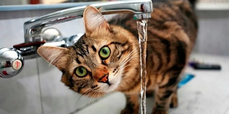 На четырех рязанских улицах 20 декабря отключат холодную воду