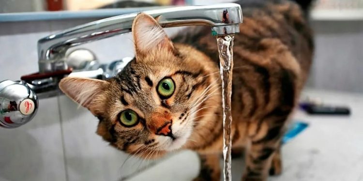 Пять рязанских улиц лишились холодной воды 21 октября