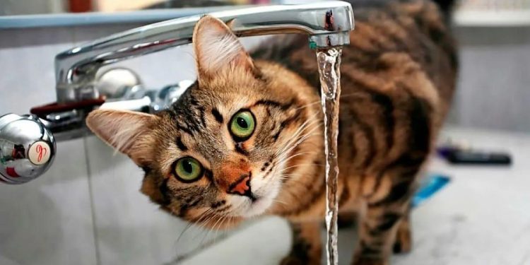 На двух рязанских улицах 3 декабря отключат холодную воду