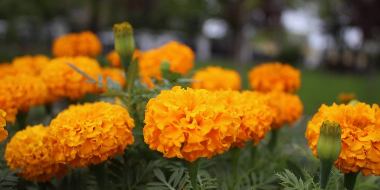 В Рязани в сквере имени Маргелова высадили тагетис и фекстуку В Рязани в сквере имени Маргелова высадили тагетис и фекстуку