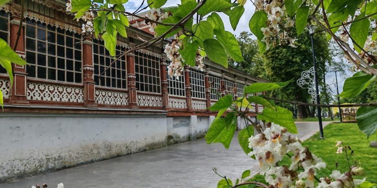 Около Рязанского центра народного творчества зацвела катальпа