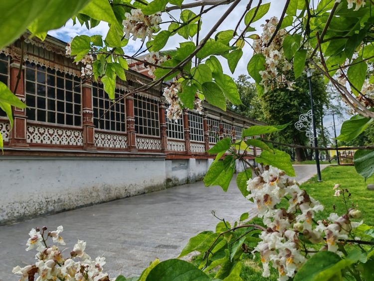 Около Рязанского центра народного творчества зацвела катальпа