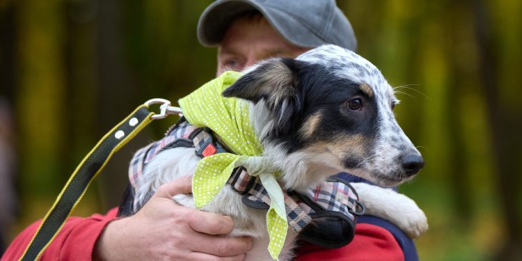 В Рязани на выставке безнадзорных животных дом обрели 7 собак и 4 кошки