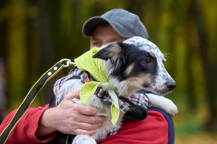В Рязани на выставке безнадзорных животных дом обрели 7 собак и 4 кошки