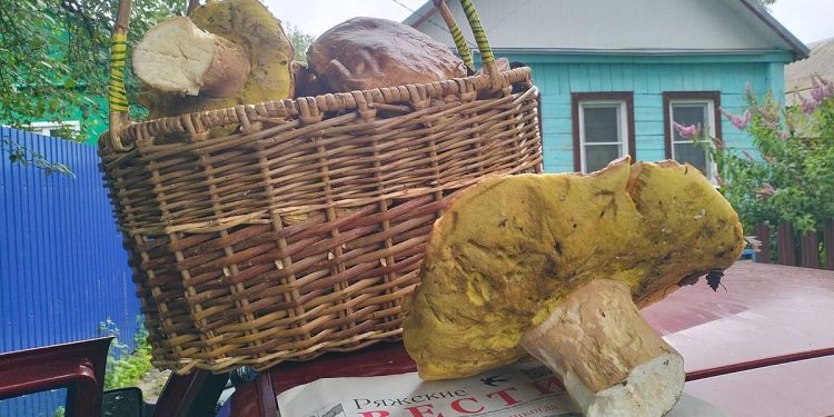 Жители Ряжского округа собирают по 25 килограммов грибов в день