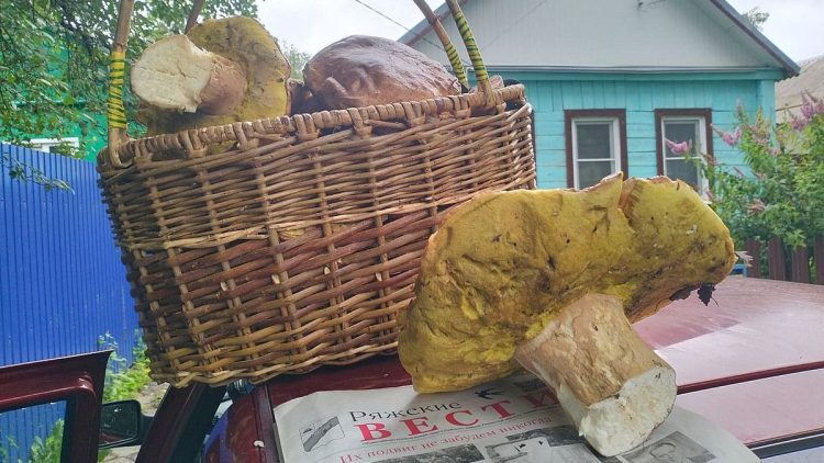 Жители Ряжского округа собирают по 25 килограммов грибов в день