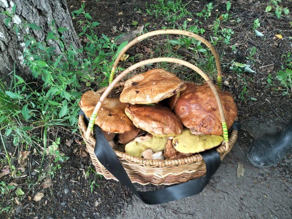 Жители Ряжского округа собирают по 25 килограммов грибов в день