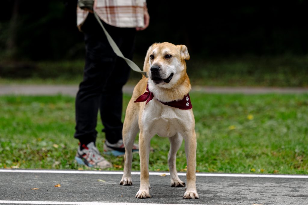 На выставке бездомных животных в Рязани пристроили 6 собак и 8 кошек